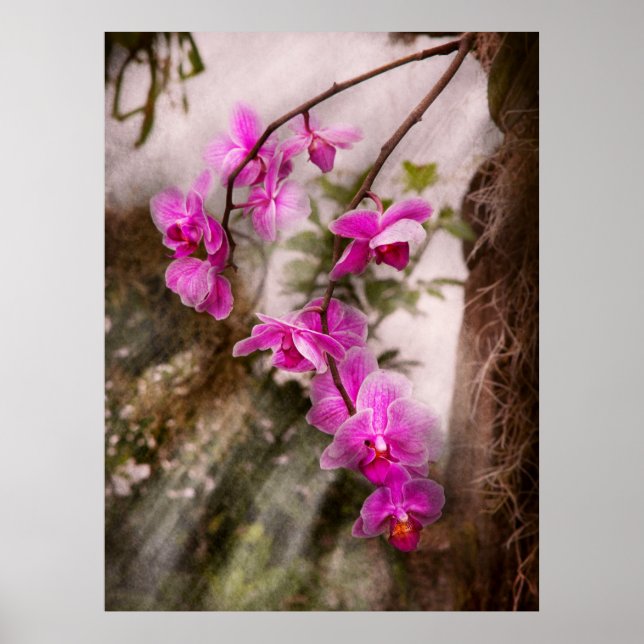 Orkid - Tropisk Passion Poster (Framsidan)