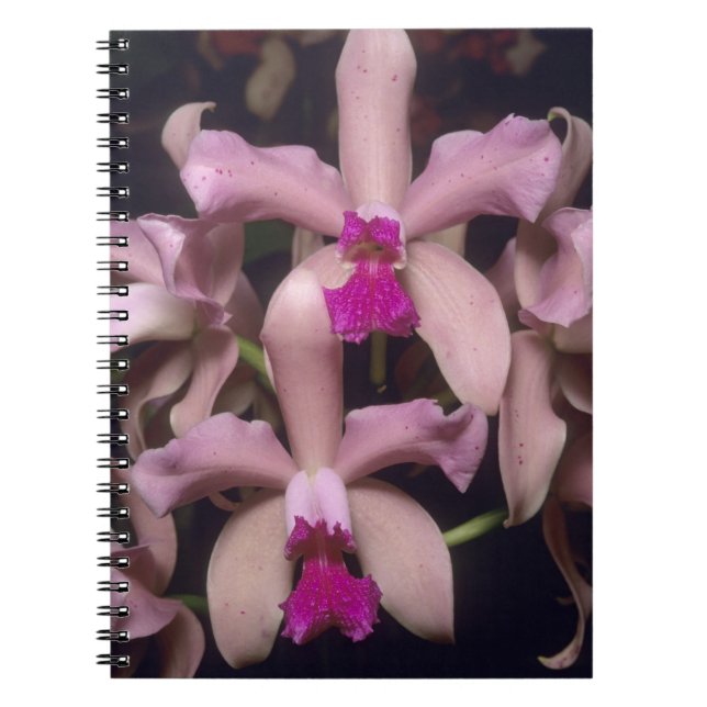 Orkidé, (Cattleya amethystoglossa), Östra Anteckningsbok (Framsidan)