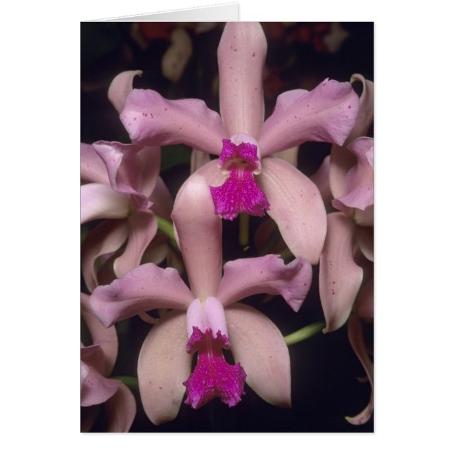 Orkidé, (Cattleya amethystoglossa), Östra Hälsningskort (Framsidan)