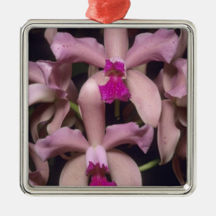 Orkidé, (Cattleya amethystoglossa), Östra Julgransprydnad Metall