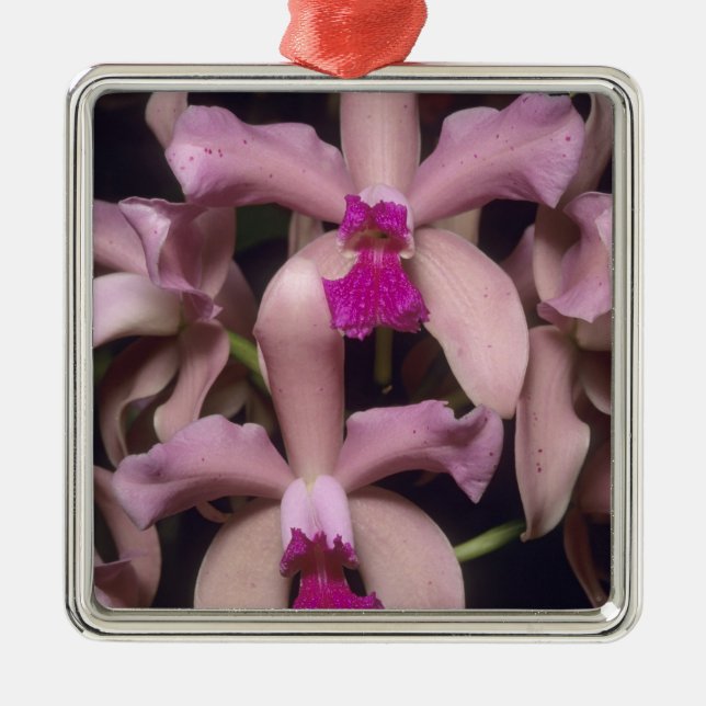 Orkidé, (Cattleya amethystoglossa), Östra Julgransprydnad Metall (Framsidan)