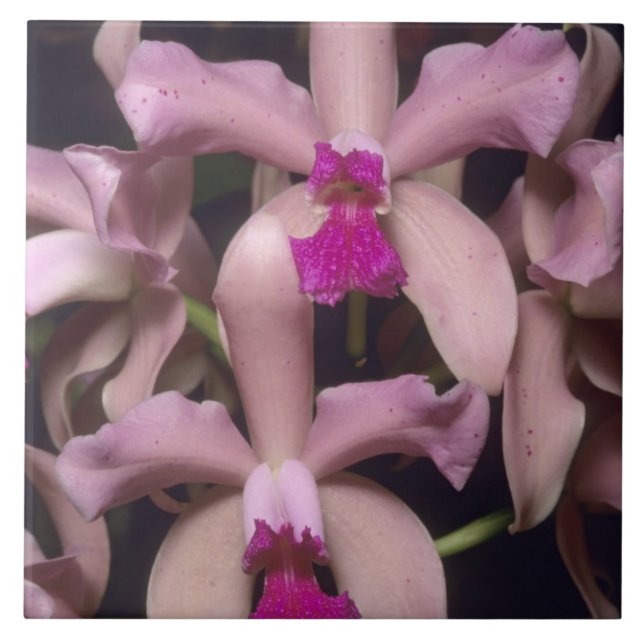 Orkidé, (Cattleya amethystoglossa), Östra Kakelplatta (Framsidan)