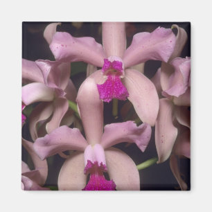 Orkidé, (Cattleya amethystoglossa), Östra Magnet