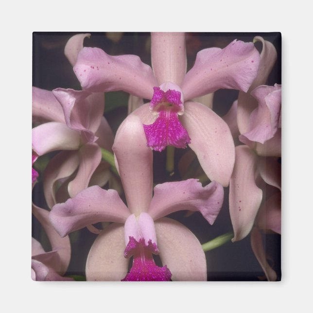 Orkidé, (Cattleya amethystoglossa), Östra Magnet (Framsidan)
