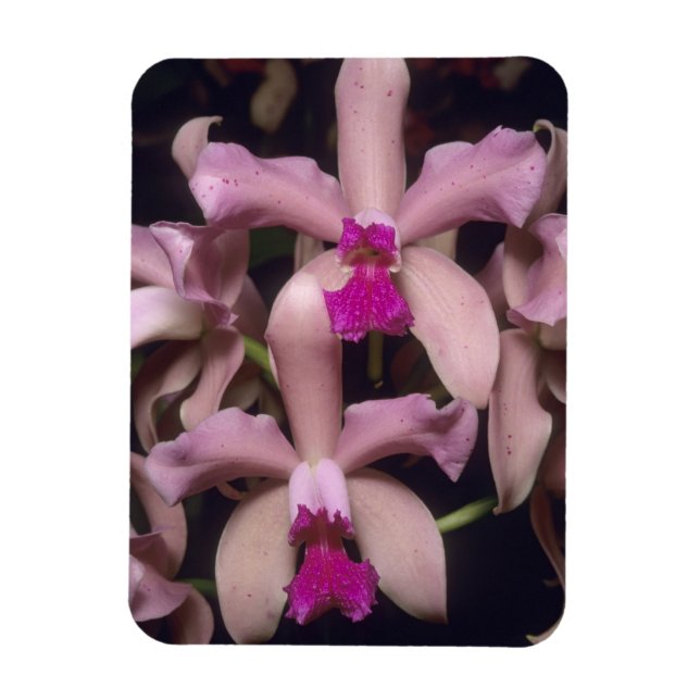 Orkidé, (Cattleya amethystoglossa), Östra Magnet (Vertikal)