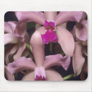 Orkidé, (Cattleya amethystoglossa), Östra Musmatta