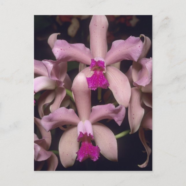 Orkidé, (Cattleya amethystoglossa), Östra Vykort (Framsida)