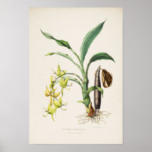 Orkidé Cycnoches ventricosum Tryck av Bateman 1842