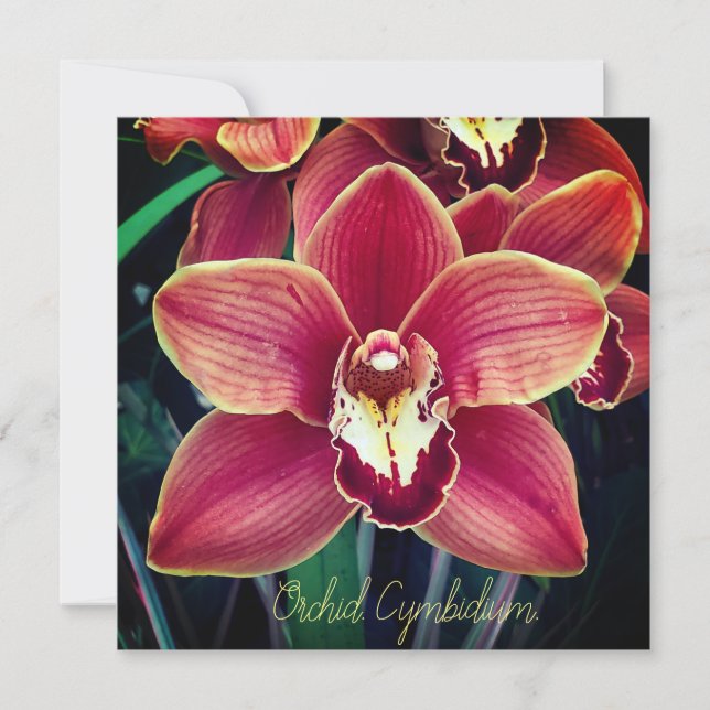 Orkidé. Cymbidium (Framsida)