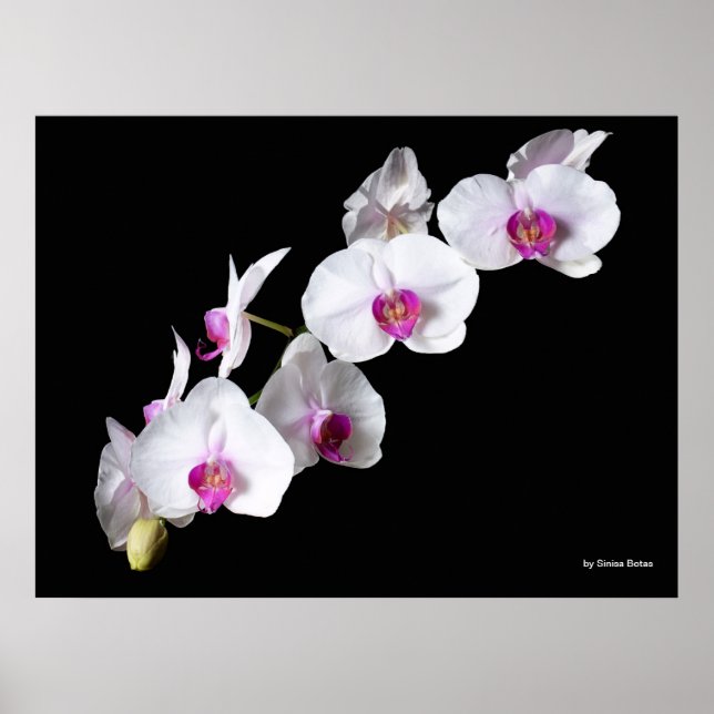 Orkidéblommor, av Sinisa Botas Poster (Framsidan)