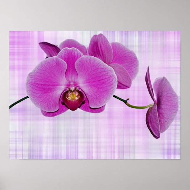 Orkidéblomningar Poster (Framsidan)