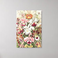 Orkidéer, Orchideae Denusblumen av Ernst Haeckel