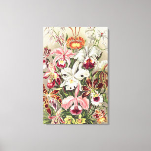 Orkidéer, Orchideae Denusblumen av Ernst Haeckel Canvastryck