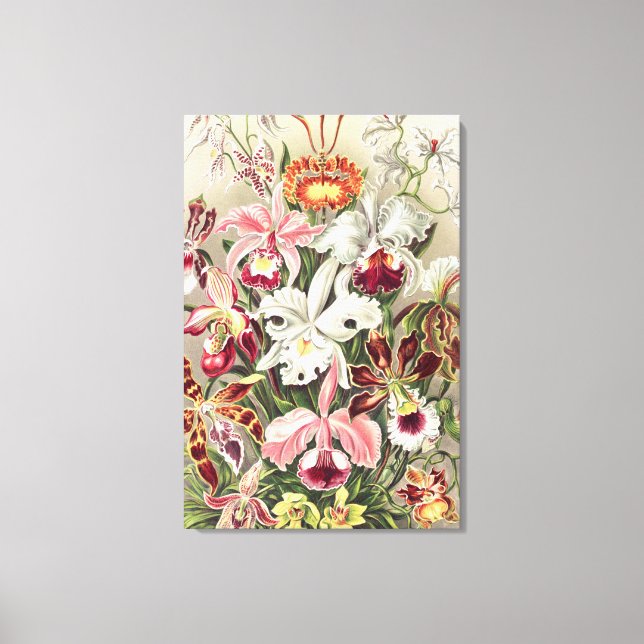 Orkidéer, Orchideae Denusblumen av Ernst Haeckel Canvastryck (Framsida)
