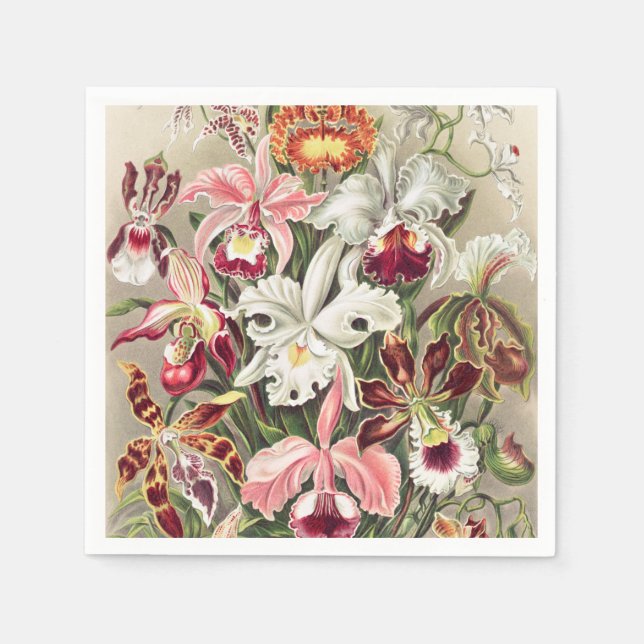 Orkidéer, Orchideae Denusblumen av Ernst Haeckel Pappersservett (Framsidan)