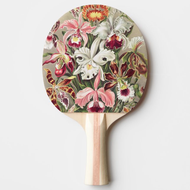 Orkidéer, Orchideae Denusblumen av Ernst Haeckel Pingisracket (Framsidan)