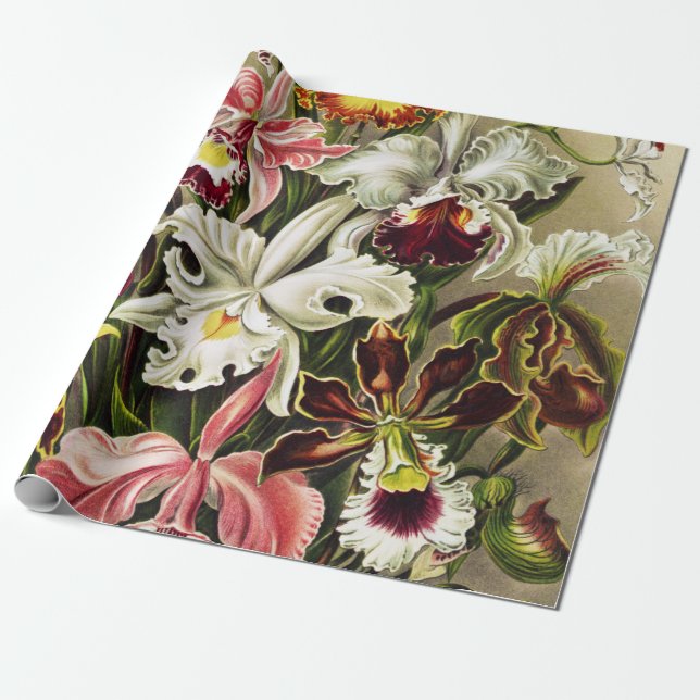 Orkidéer, Orchideae Denusblumen Ernst Haeckel Presentpapper (Utrullad)