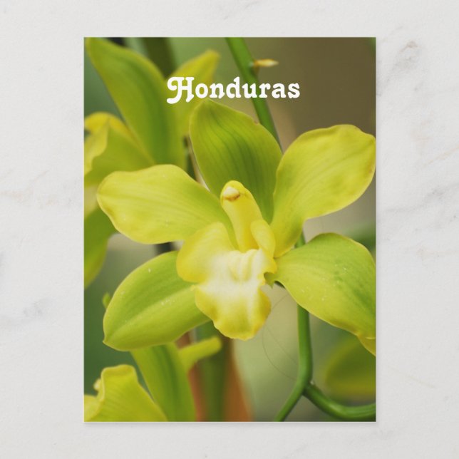 Orkidéer Vykort (Framsida)