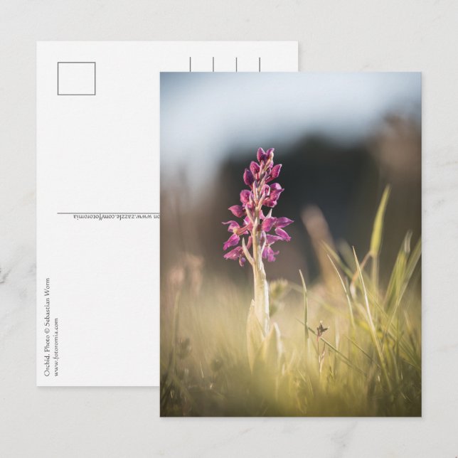 Orkidénaturfoto Vykort (Fram/baksida)