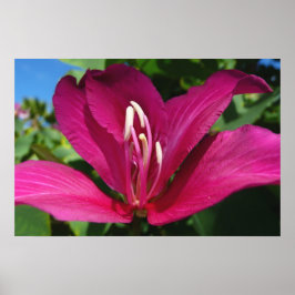 Orkidéträd Blommar Tropisk Blomma Poster