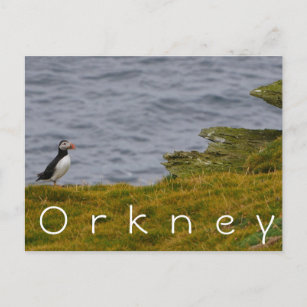 Orkney Puffin-vykort Vykort