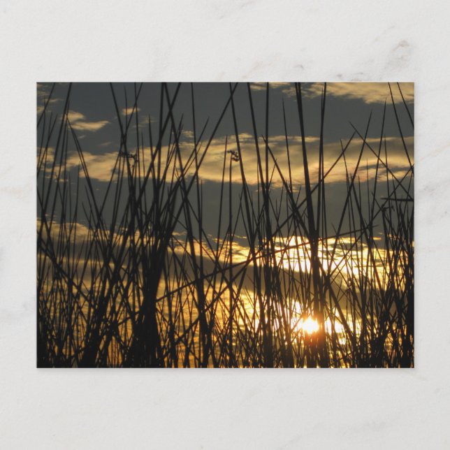 Orlando Sunset Vykort (Framsida)