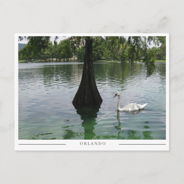 Orlando Swan - Park Lake i Florida Vykort (Framsida)