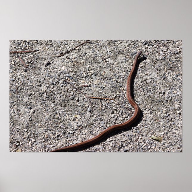 Orm Foto Affisch (Framsidan)