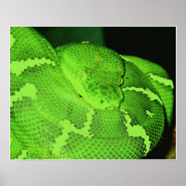 orm poster (Framsidan)