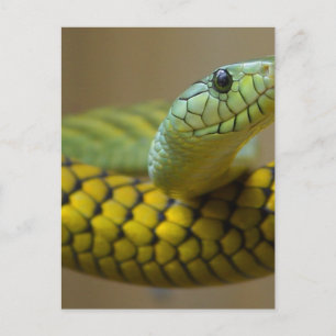 Orm Reptil Vykort