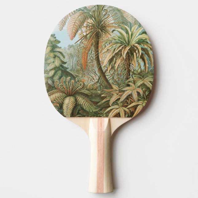 Ormbunkar, Filicinae Laubfarne av Ernst Haeckel Pingisracket (Framsidan)