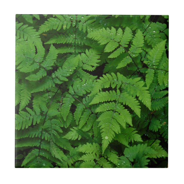 Ormbunke med regndroppar, Washington State Kakelplatta (Framsidan)