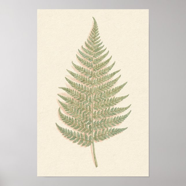 Ormbunks Botaniska Studieaffisch Poster (Framsidan)
