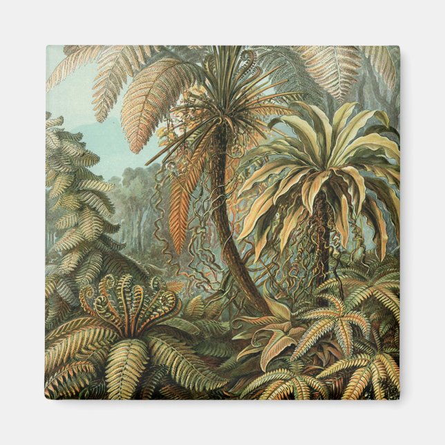 Ormbunks Palmträd Antik Botanisk Ormbunks Konst Magnet (Framsidan)