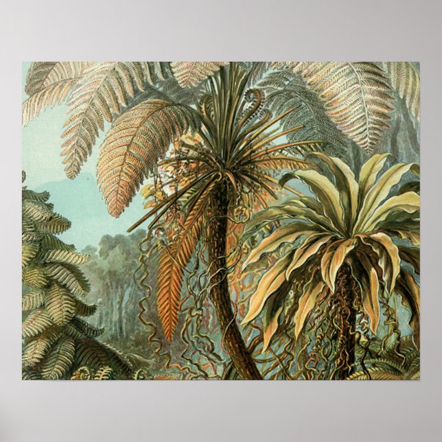 Ormbunks Palmträd Antik Botanisk Ormbunks Konst Poster (Framsidan)