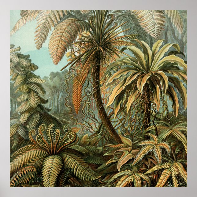 Ormbunks Palmträd Antik Botanisk Ormbunks Konst Poster (Framsidan)