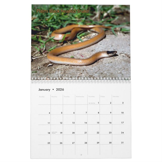 Ormkalender Kalender (Jan 2026)