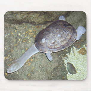 Ormnackesköldpadda Mousepad #3 Musmatta