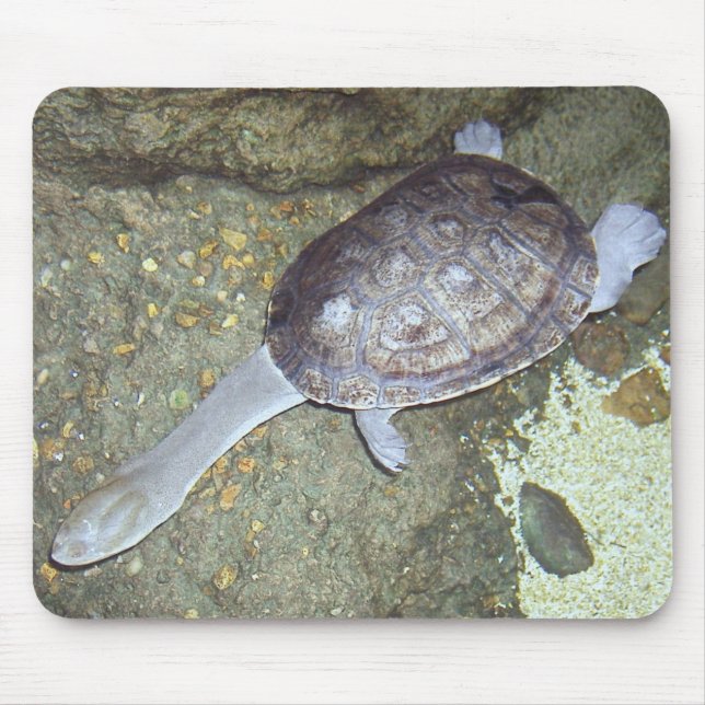 Ormnackesköldpadda Mousepad #3 Musmatta (Framsidan)