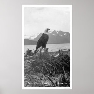 Örn Alaska 1920 Poster