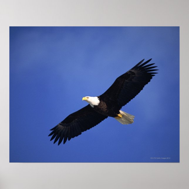 Örn, Alaska Poster (Framsidan)