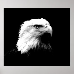Örn American Eagle Poster Skriv ut