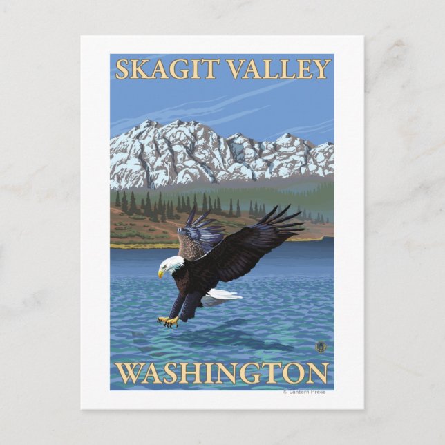 Örn Diving - Skagit Valley, Washington Vykort (Framsida)