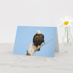 Örn Fluffing Feathers-hälsningskort Kort