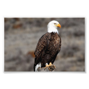 Örn Fototryck