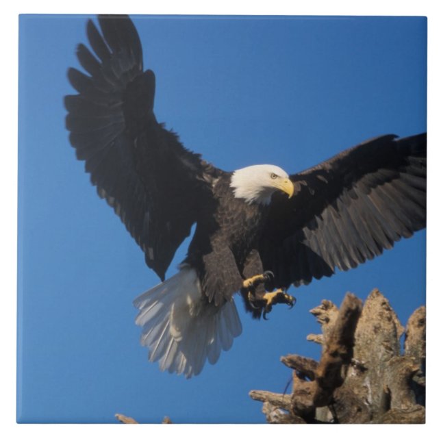 örn, Haliaeetus leuccocephalus, landning Kakelplatta (Framsidan)