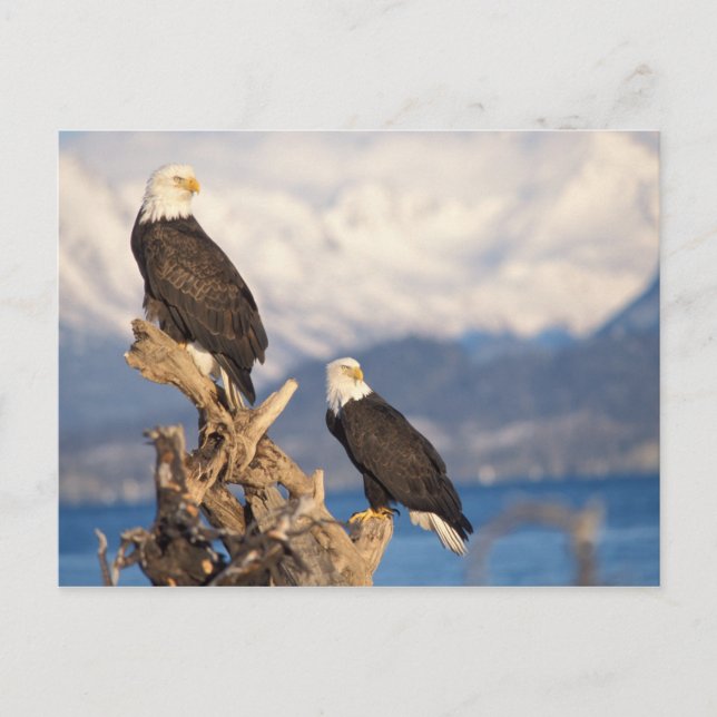 örn, Haliaeetus leuccocephalus, par Vykort (Framsida)