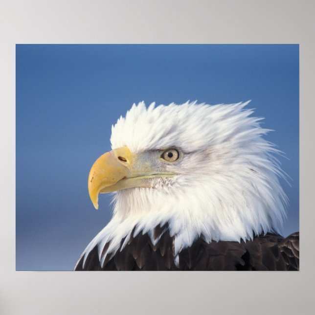 örn, Haliaeetus leuccocephalus Poster (Framsidan)