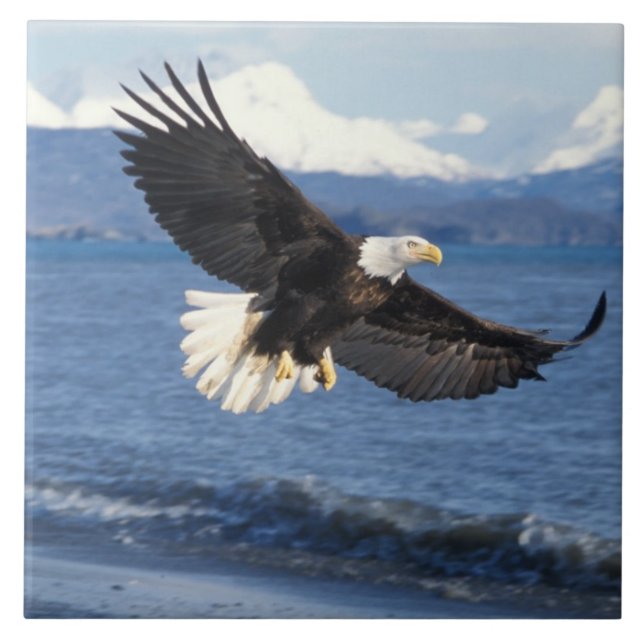 örn, Haliaeetus leuccocephalus, under flygning Kakelplatta (Framsidan)