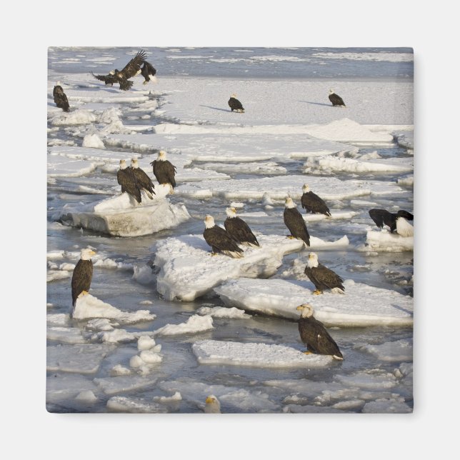 Örn, Haliaeetus leucocephalus, Homer, 2 Magnet (Framsidan)